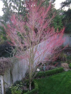 Red winter stem color Coral bark Japanese Maple