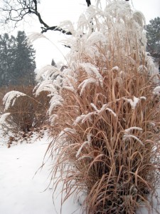 Winter garden design a picture of a faded ornamental grass with snow