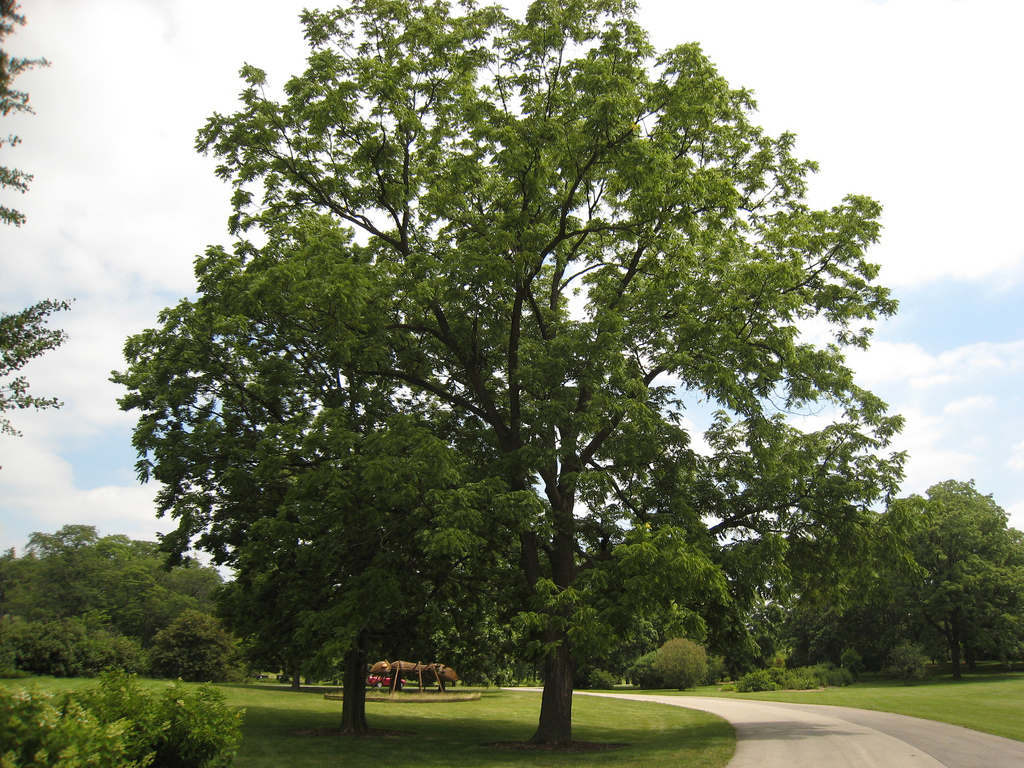 Front yard design for Black walnut tree