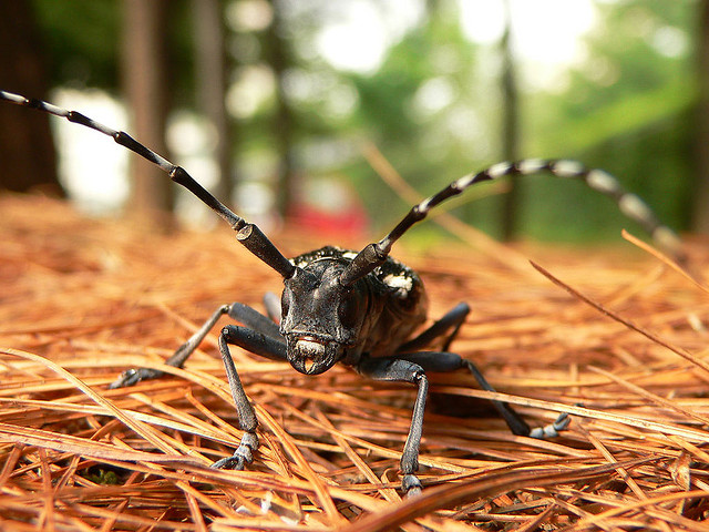 Asian long horned beetle