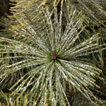 Mugo Pine care - scale on pine