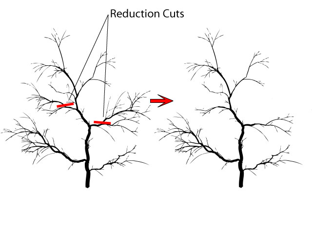 Crabapple pruning reduction cuts