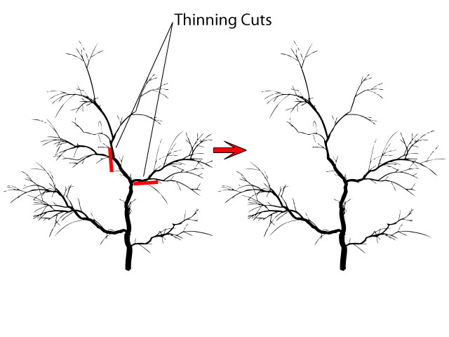 Crab apple pruning cuts - thining cuts