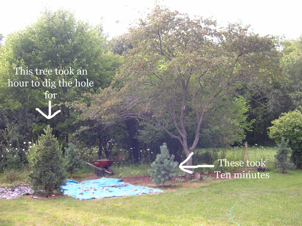 What Size Shade Tree To Get The, Cost Of Trees For Landscaping
