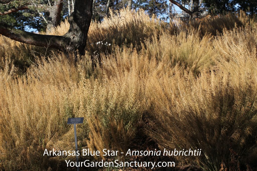 Amsonia hubrichtii  Arkansas Blue Star