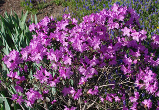 PJM Rhododendron bloom color