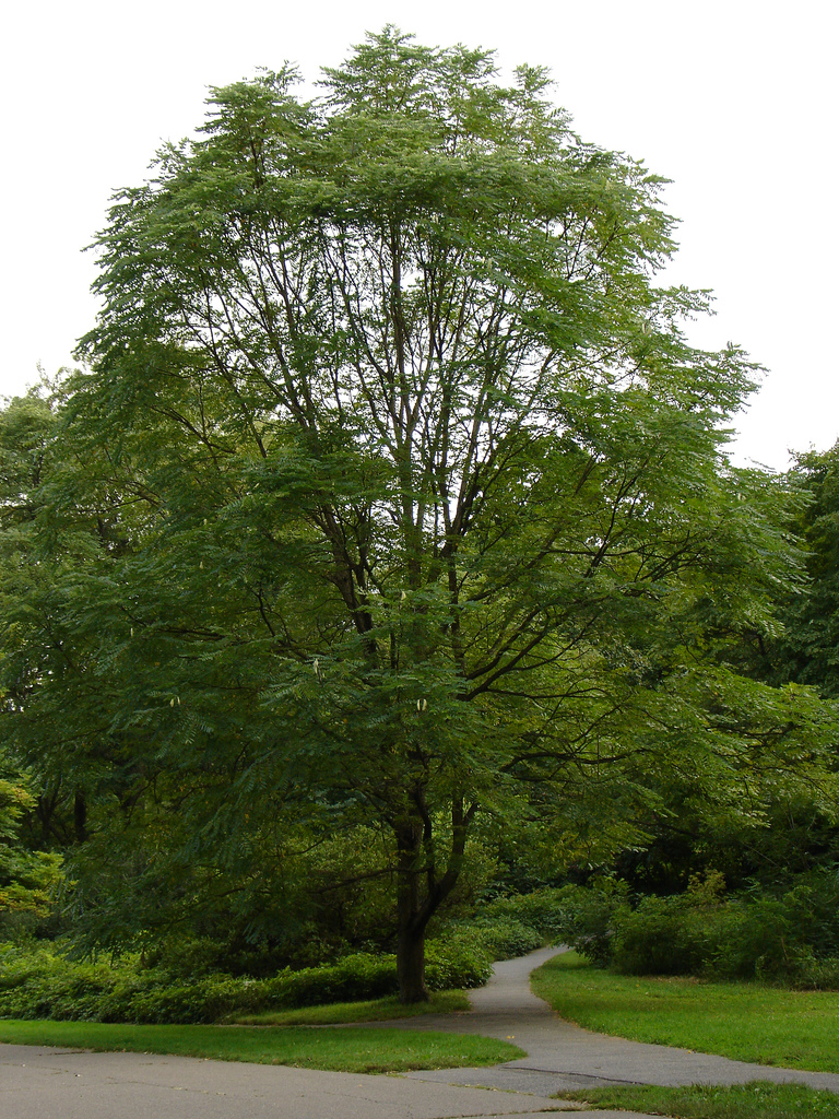 Kentucky Coffeetree (Gymnocladus dioicus) form