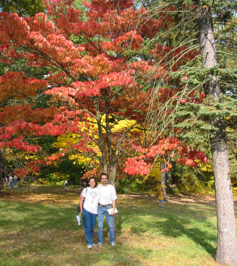 Flowering dogwood (Cornus florida) in Fall color