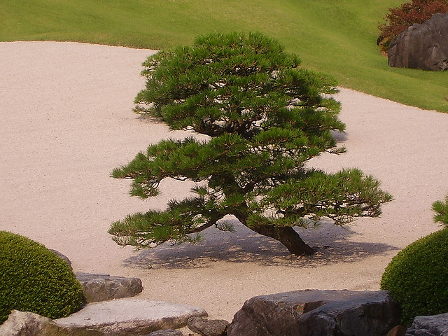 Small trained pine tree in a Japanese garden