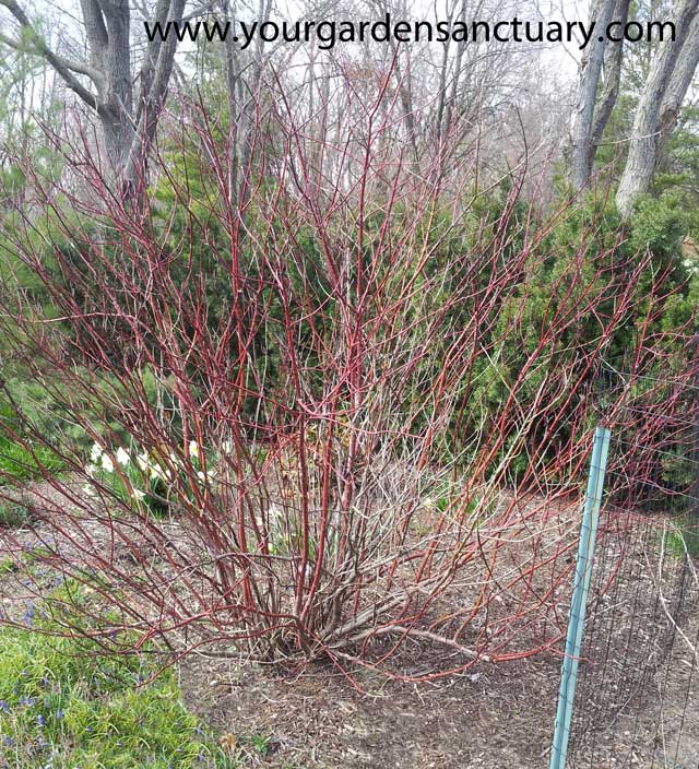 Overgrown red twig dogwood, an example of cane type shrubs 