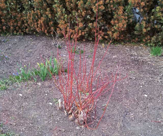 Renovated cane type shrubs often rebound within a year or two