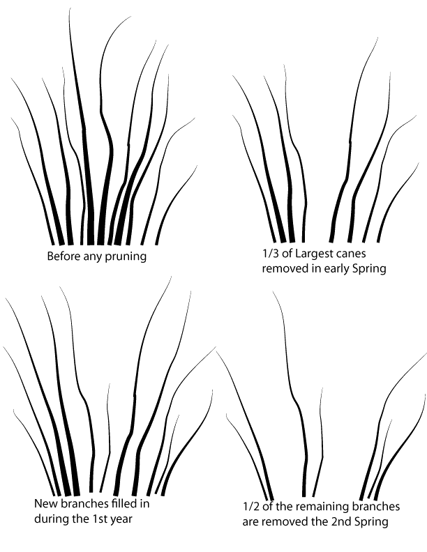 Thinning-1st-diagram of cane type shrubs