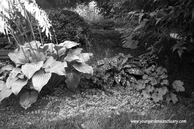 Using plant textures in your garden mixed textures in B&W