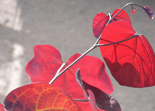 The spring red leaf will fade to a deep purple in the summer. photo credit: outdoorPDK via photopin cc