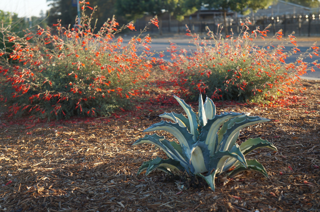 Tough plants in a median planting