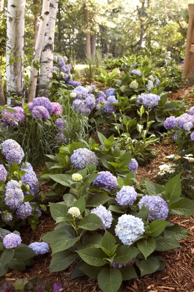 Landscapers favorite Hydrangeas Endless Summer with blue blooms