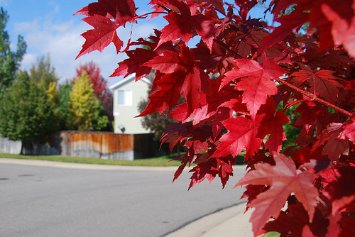 Landscapers favorite trees Autumn Blaze maple fall color
