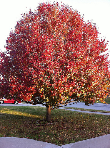 Landscapers favorite tree the Bradford pear fall color