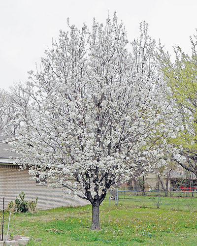 bradford pear is unfortunately one of landscapers favorite trees