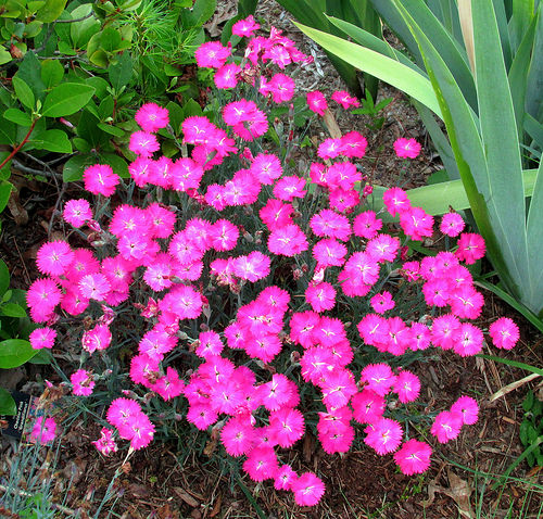12 easy care perennials Firewitch Dianthus