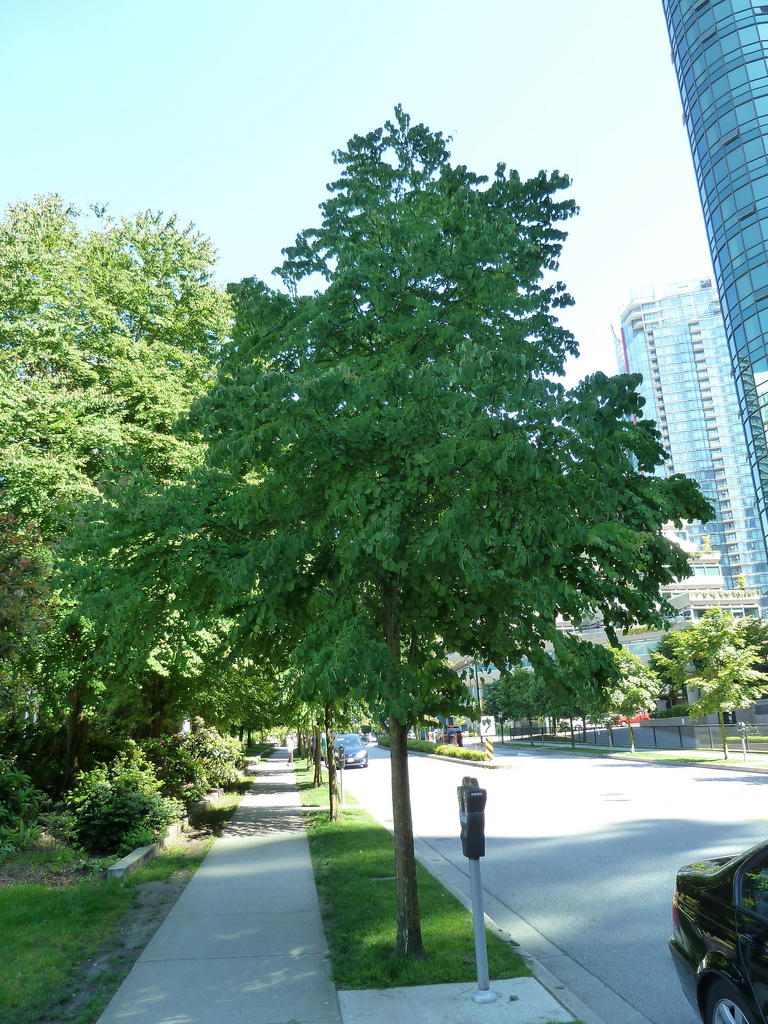 Katsura Tree used as a street tree