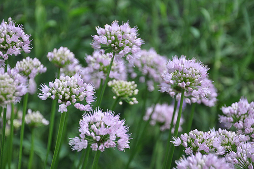 Summer Beauty Ornamental onion makes a great half of a simple plant combo with Prairie Dropseed.