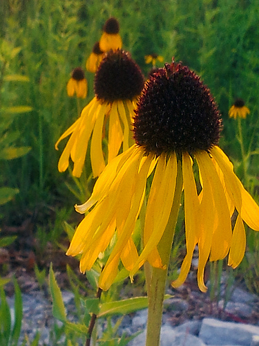 Yes, Virginia there is a Yellow Echinacea.