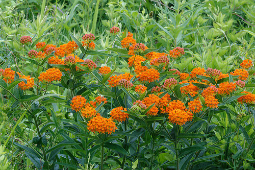 12 Perennials for Attracting Butterflies in the Midwest: Butterfly Weed