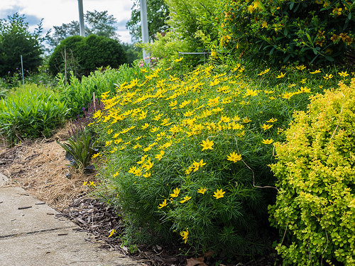 12 Perennials for Attracting Butterflies in the Midwest: Zagreb coreopsis
