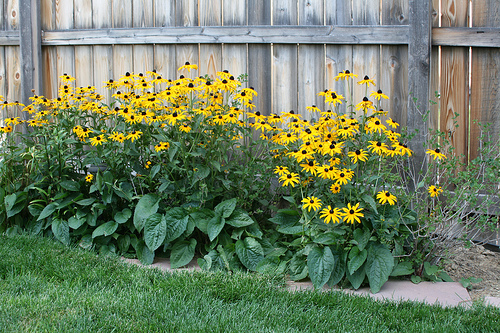12 Perennials for Attracting Butterflies in the Midwest: black eye susan