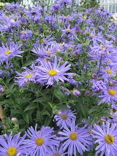 12 Perennials for Attracting Butterflies in the Midwest: Aster