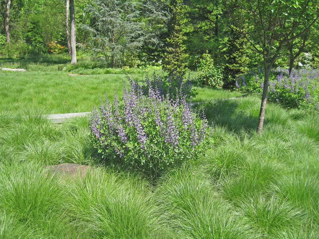 Native groundcovers can include grasses like prairie dropseed