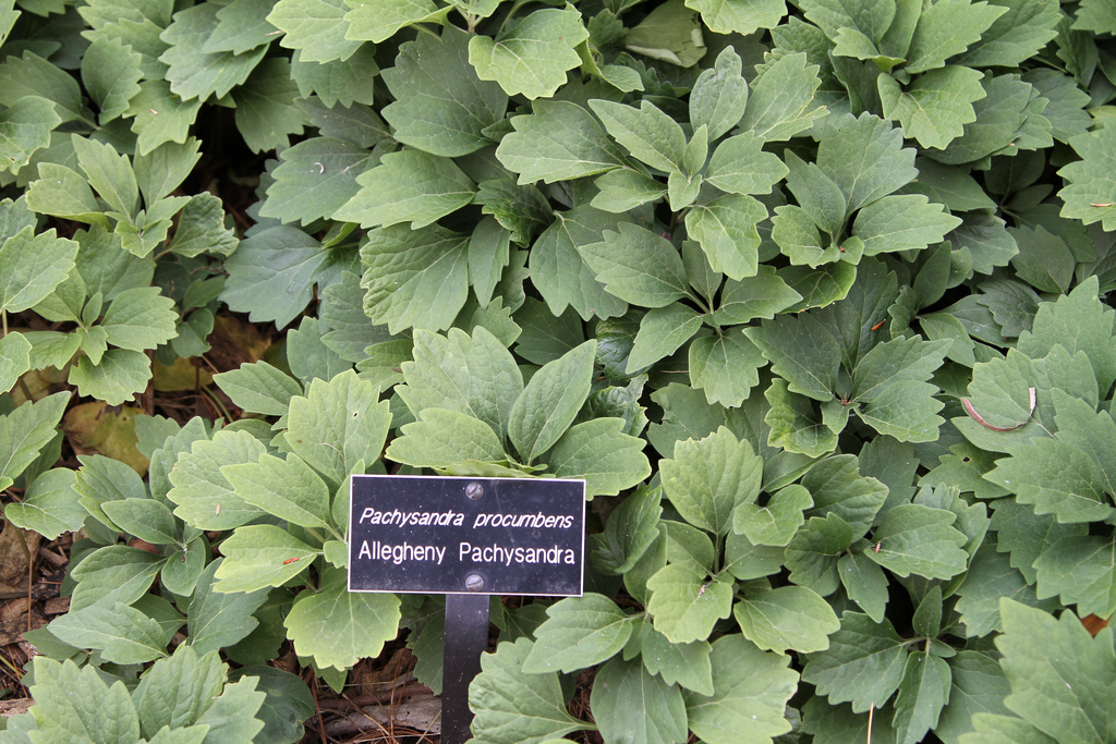 Allegheny Spurge (Pachysandra procumbens) is a fine native groundcover for the eastern US