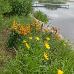 Lanceleaf Coreopsis and Butterfly Weed
