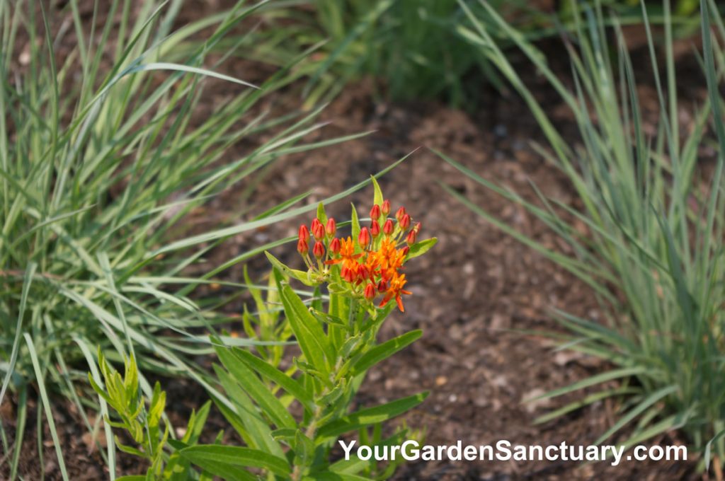 Red flowered Gay Butterflies Butterfly Weed