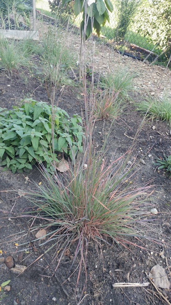 Ecological Planting Ground Layer with Prairie Blues Little Bluestem